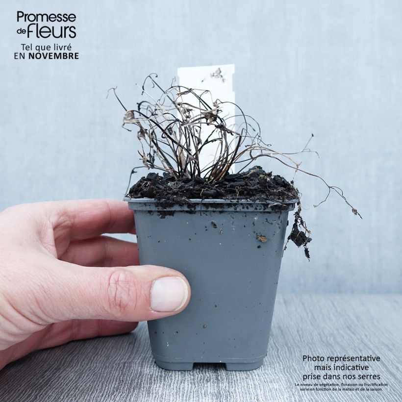 Aquilegia sibirica - Columbine 8/9 cm pot sample as delivered in autumn