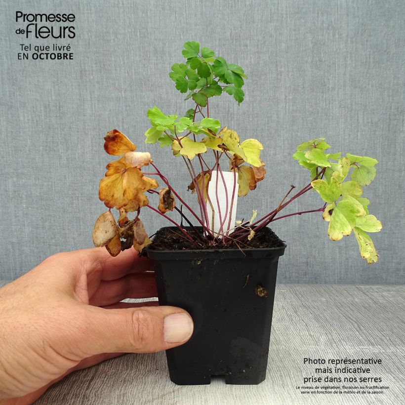 Aquilegia vulgaris - Columbine 8/9 cm pot sample as delivered in autumn