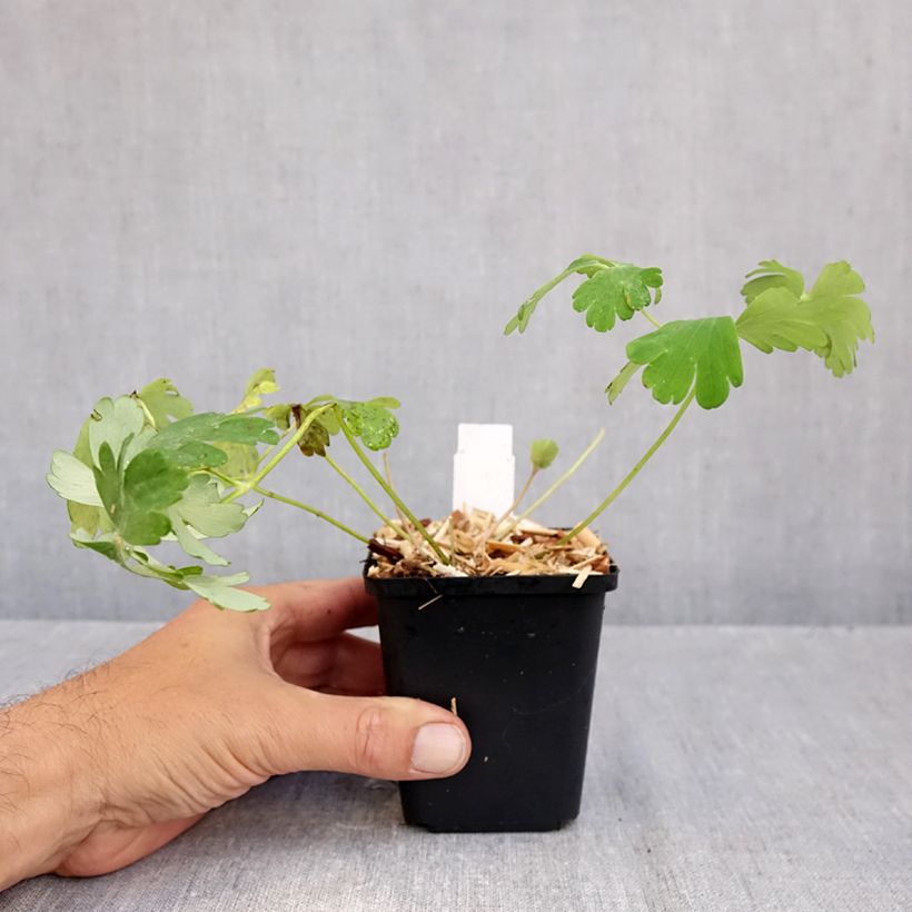 Aquilegia Snow Queen - Columbine 8/9 cm pot sample as delivered in autumn