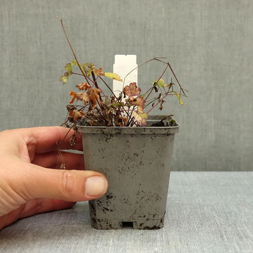 Aquilegia caerulea - Blue columbine 8/9 cm pot sample as delivered in autumn