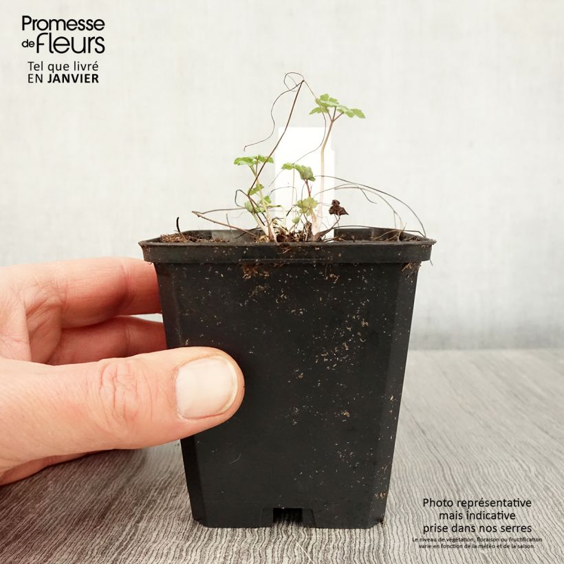 Aquilegia Crimson Star - Columbine 8/9 cm pot sample as delivered in winter