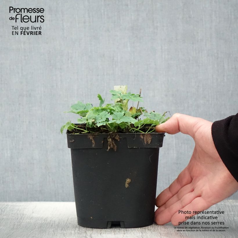 Aquilegia Crimson Star - Columbine 2L/3L pot sample as delivered in winter