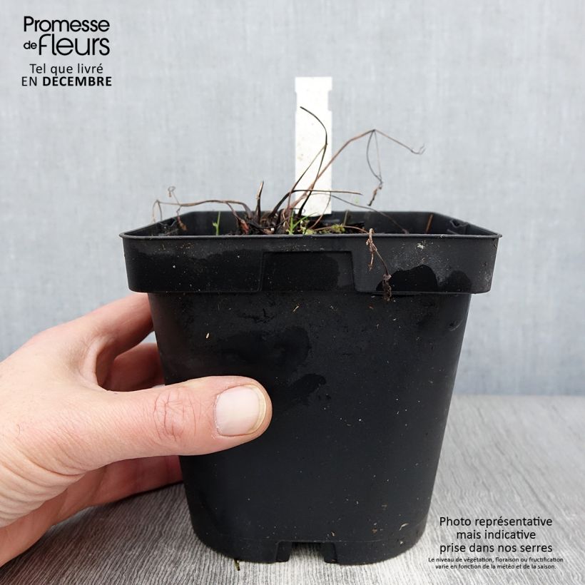 Aquilegia alpina - Columbine 2L/3L pot sample as delivered in autumn