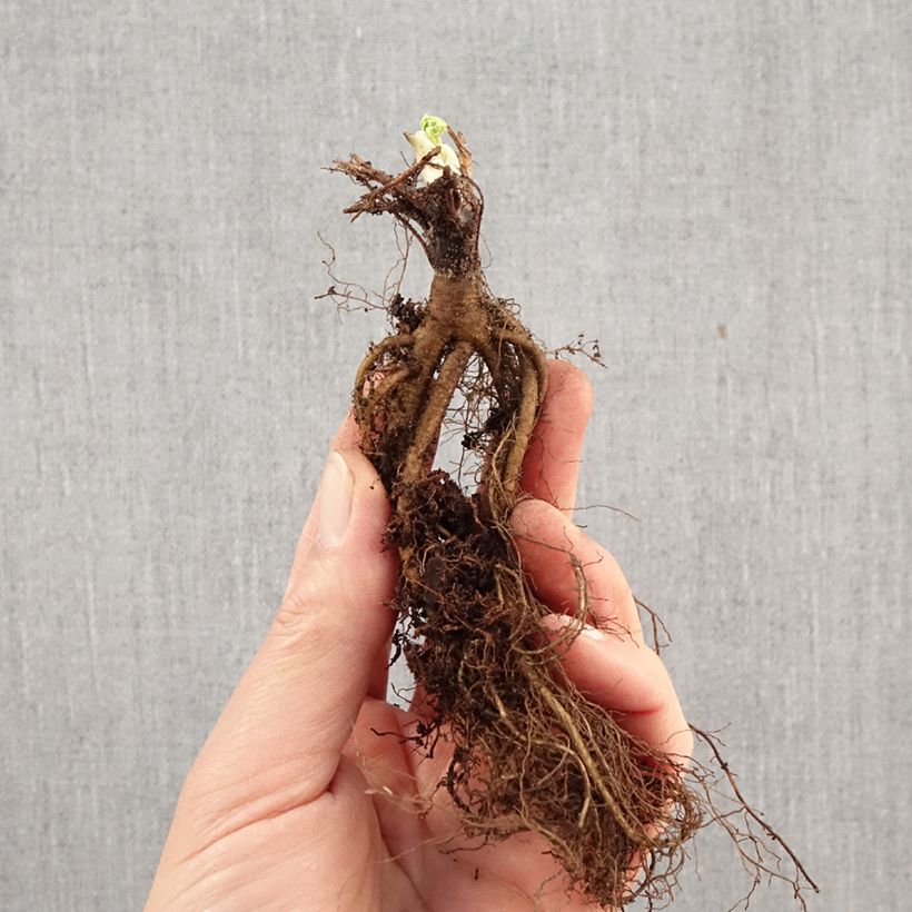 Aquilegia alpina - Columbine Bare root sample as delivered in winter