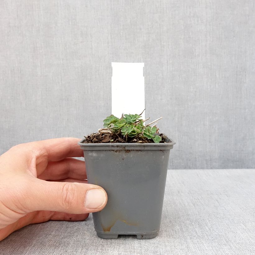 Aquilegia vulgaris Winky White and White - Columbine 8/9 cm pot sample as delivered in spring