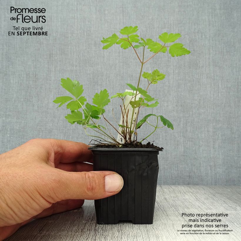 Aquilegia canadensis - Columbine 8/9 cm pot sample as delivered in autumn