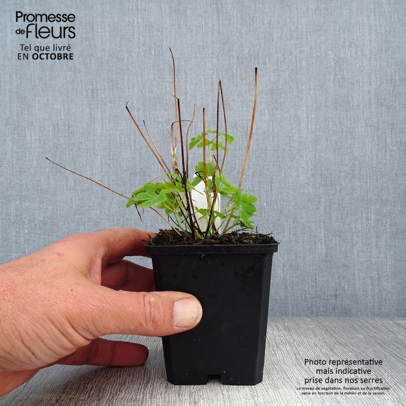 Aquilegia vulgaris Green Apples - Columbine 8/9 cm pot sample as delivered in autumn