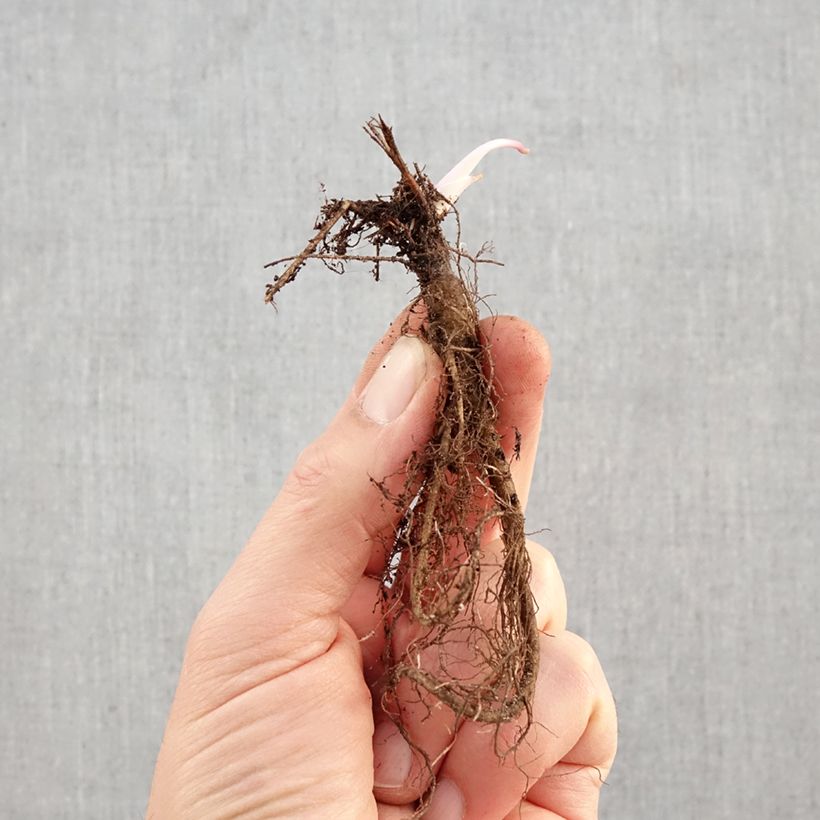 Aquilegia vulgaris var. stellata Black Barlow - Columbine Bare root sample as delivered in winter