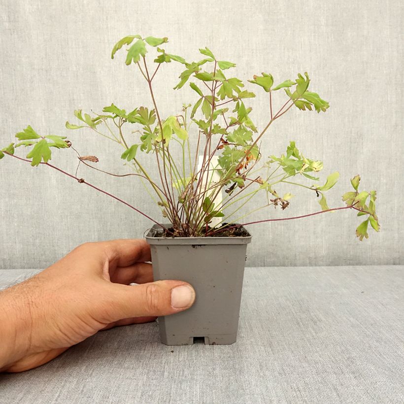 Aquilegia McKana - Columbine 8/9 cm pot sample as delivered in summer