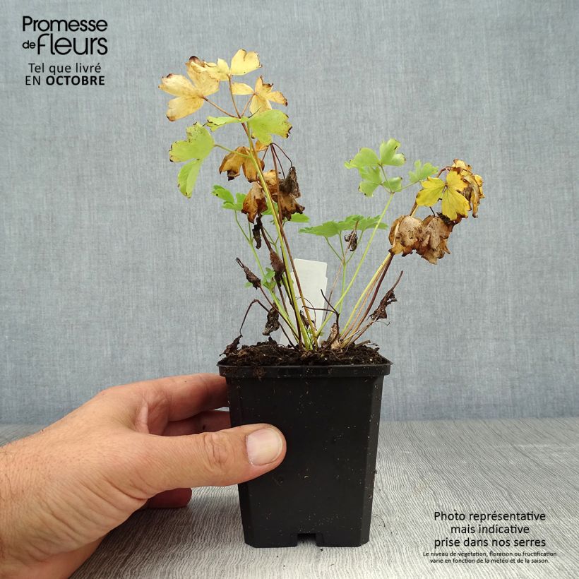 Aquilegia vulgaris Nora Barlow - Columbine 8/9 cm pot sample as delivered in autumn