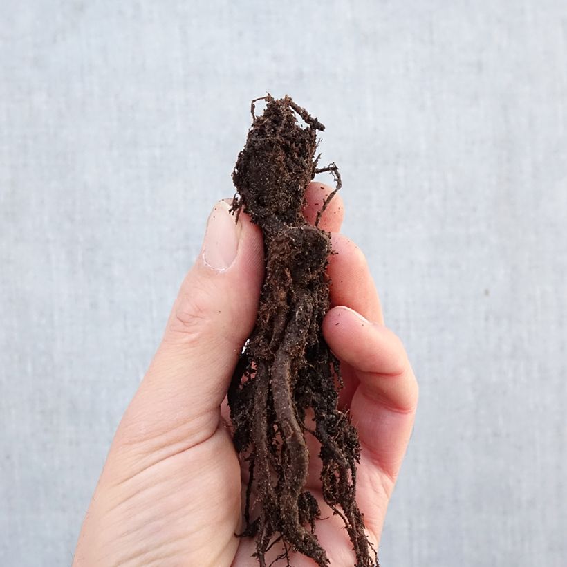 Aquilegia vulgaris Nora Barlow - Columbine Bare root sample as delivered in winter