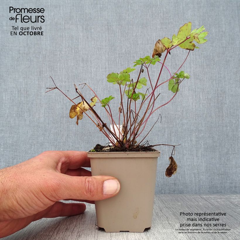 Aquilegia vulgaris var. stellata Rose Barlow - Columbine 8/9 cm pot sample as delivered in autumn