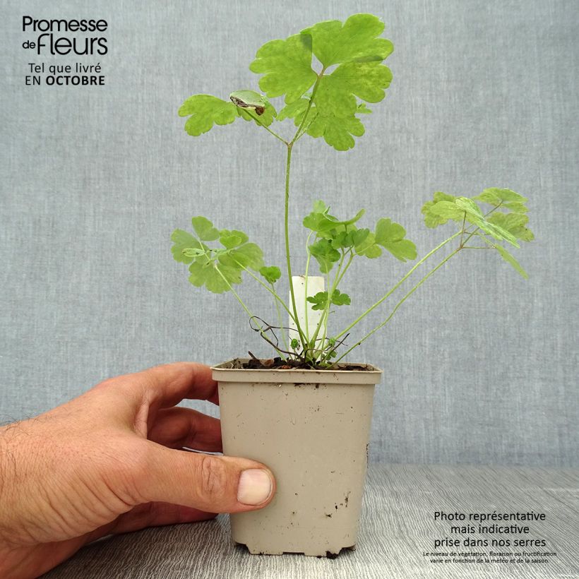 Aquilegia vulgaris var. stellata White Barlow - Columbine 8/9 cm pot sample as delivered in autumn
