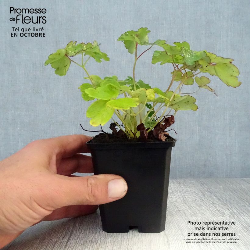 Aquilegia flabellata Ministar - Columbine 8/9 cm pot sample as delivered in autumn