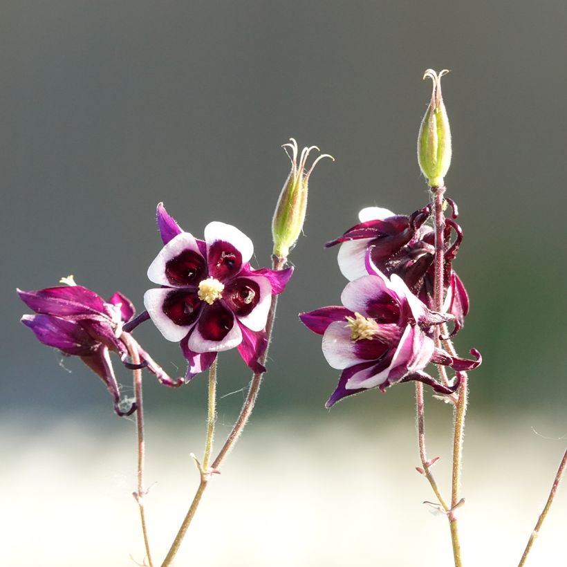 Aquilegia vulgaris William Guiness - Columbine (Flowering)