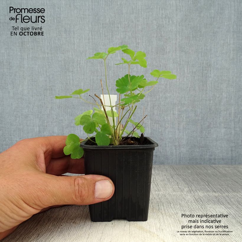 Aquilegia vulgaris William Guiness - Columbine 8/9 cm pot sample as delivered in autumn