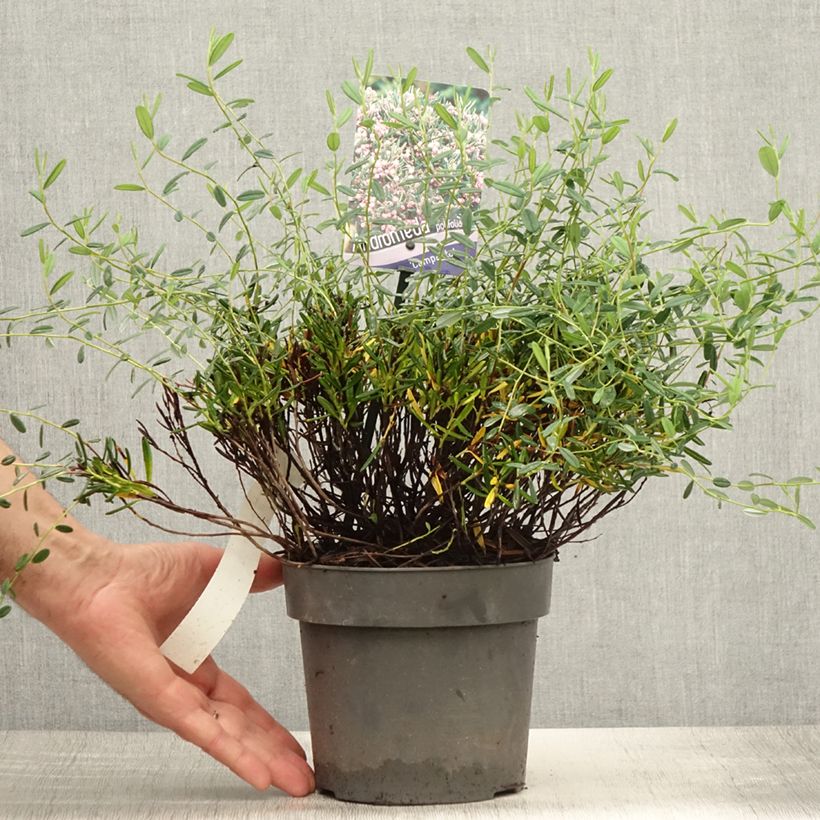Andromeda polifolia Compacta 2L/3L pot sample as delivered in summer