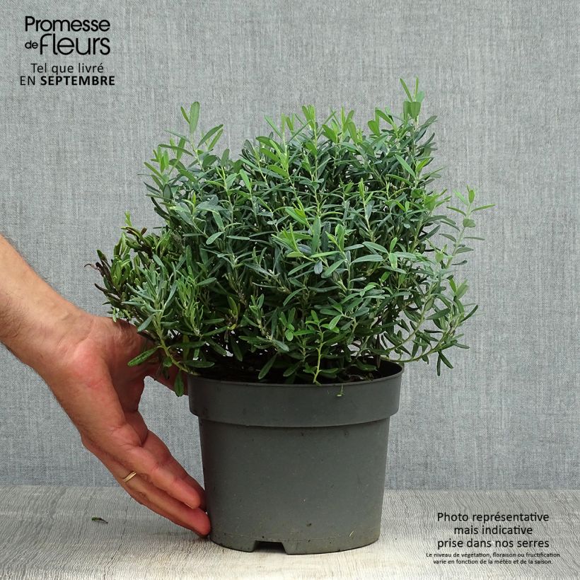 Andromeda polifolia Blue Ice 2L/3L pot sample as delivered in autumn