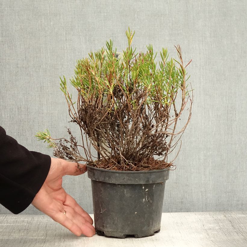 Andromeda polifolia Nikko 2L/3L pot sample as delivered in autumn