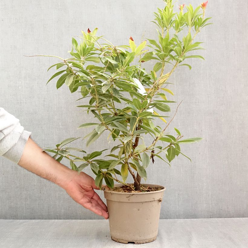 Pieris formosa var. forrestii  - Himalayan Andromeda 4L/5L pot sample as delivered in autumn