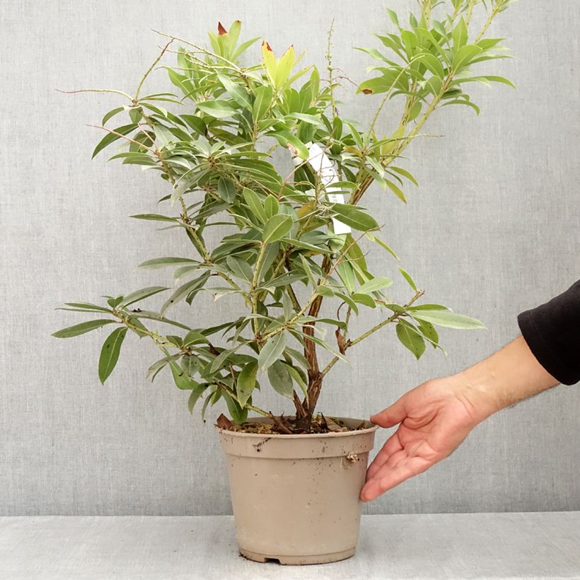 Pieris formosa var. forrestii  - Himalayan Andromeda 4L/5L pot sample as delivered in summer