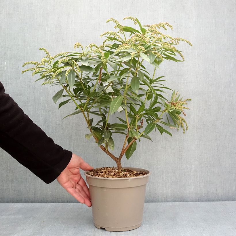 Pieris formosa var. forrestii  - Himalayan Andromeda 4L/5L pot sample as delivered in spring