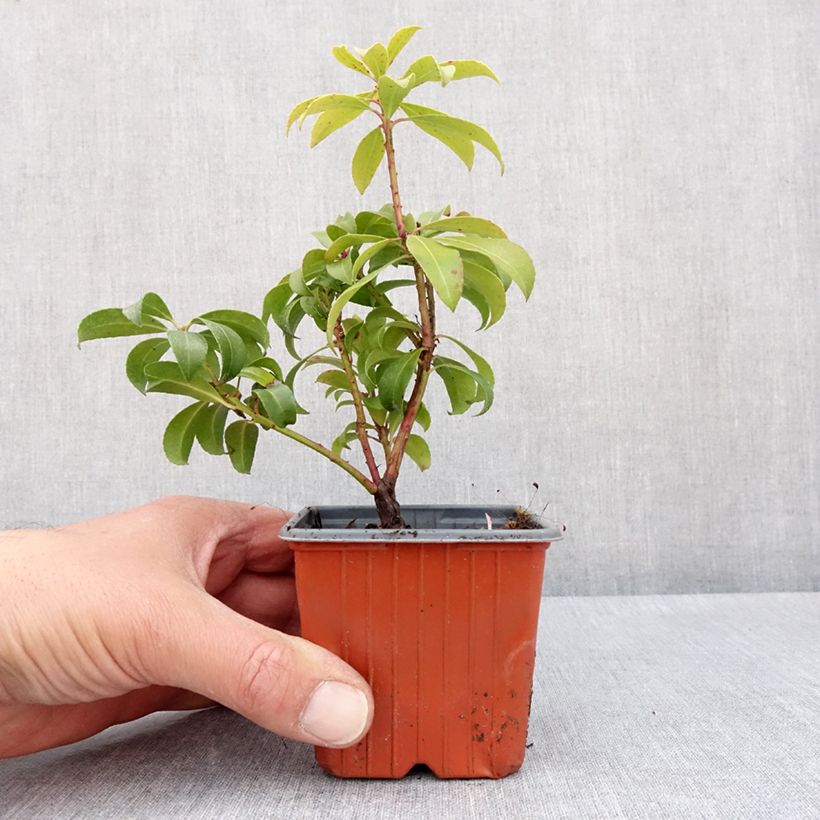 Pieris japonica Bonfire - Japanese Andromeda 8/9 cm pot sample as delivered in spring