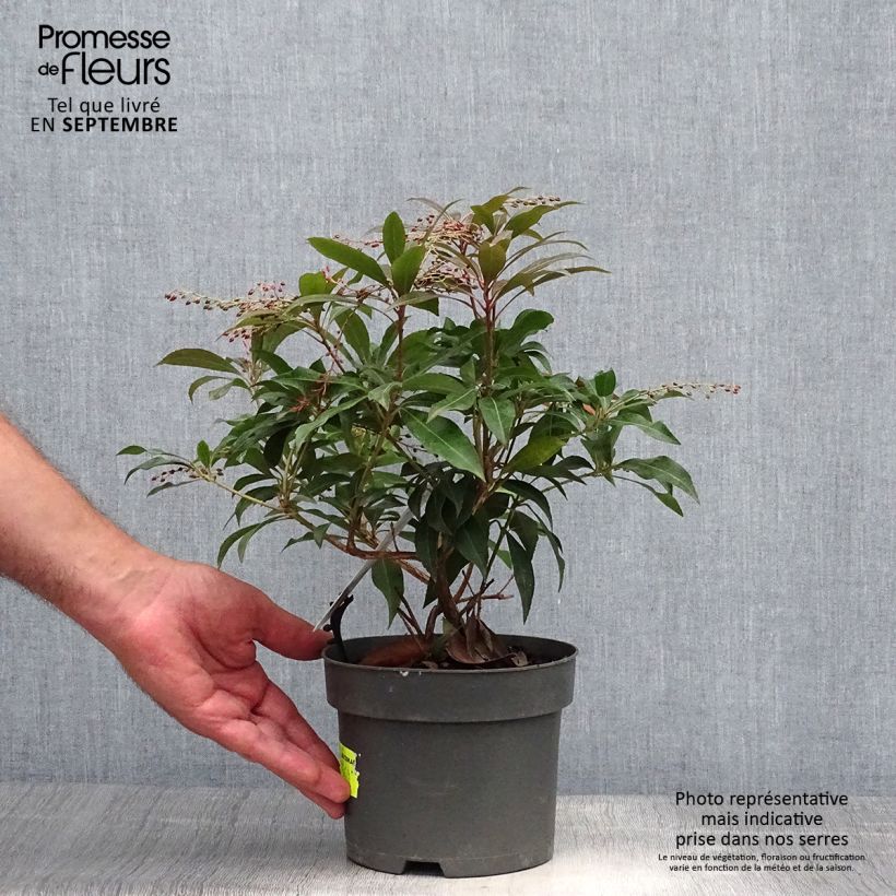 Pieris japonica Katsura - Japanese Andromeda 2L/3L pot sample as delivered in autumn