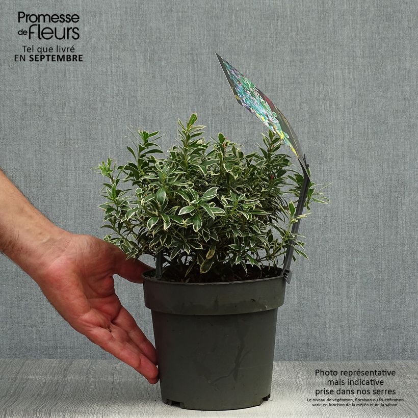 Pieris japonica Little Frosty - Japanese Andromeda 2L/3L pot sample as delivered in autumn