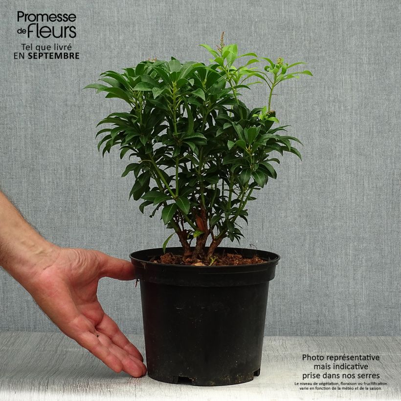 Pieris japonica Passion - Japanese Andromeda 2L/3L pot sample as delivered in autumn