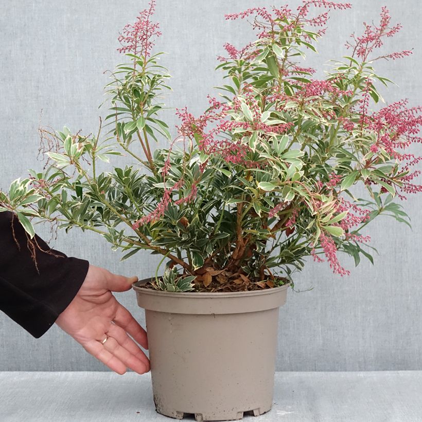 Pieris japonica Polar passion® - Japanese Andromeda 2L/3L pot sample as delivered in autumn