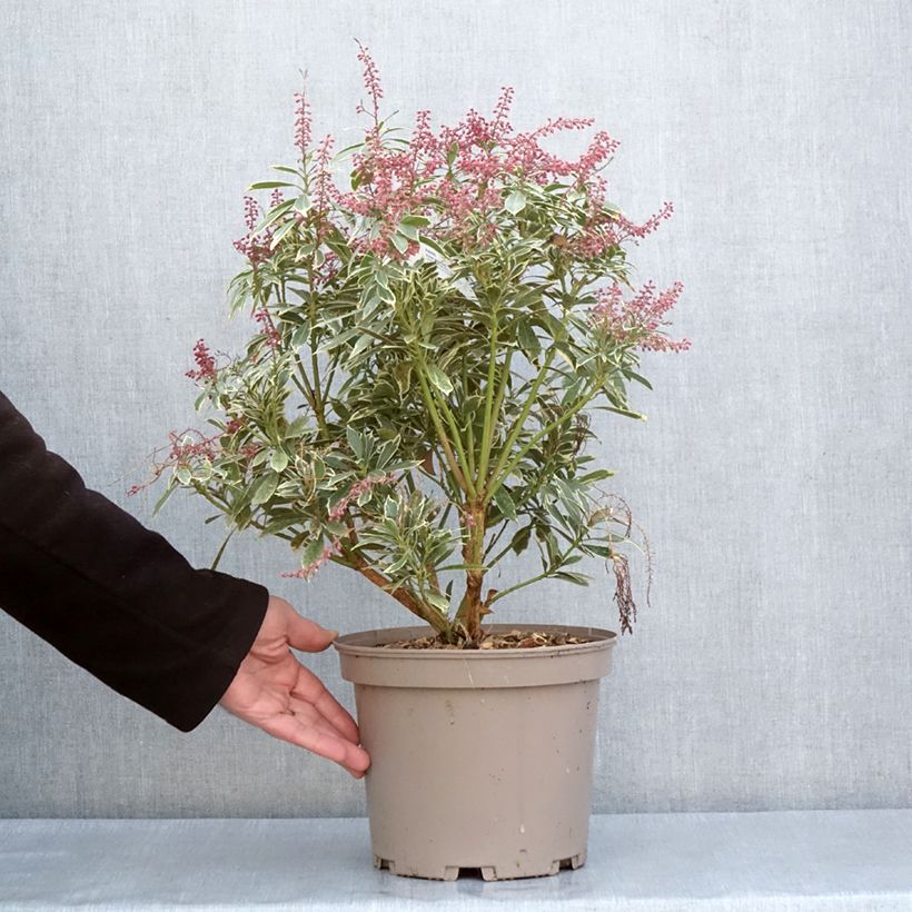 Pieris japonica Polar passion® - Japanese Andromeda 2L/3L pot sample as delivered in spring