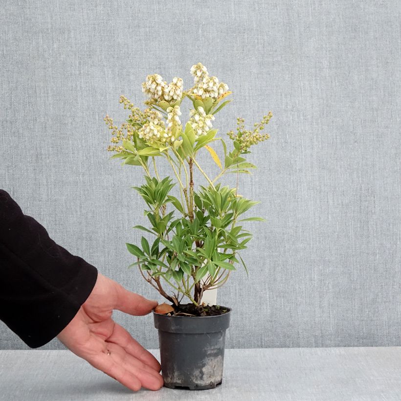 Pieris japonica Prelude 8/9 cm pot sample as delivered in spring