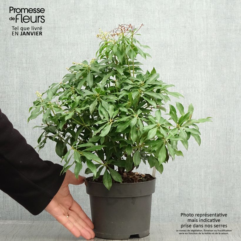 Pieris japonica Pink passion - Japanese Andromeda 2L/3L pot sample as delivered in winter