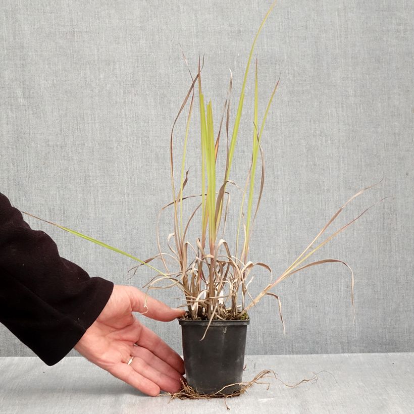 Andropogon gerardii Blackhawks 8/9 cm pot sample as delivered in autumn