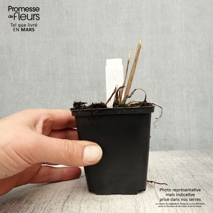 Andropogon gerardii Prairie Sommer 8/9 cm pot sample as delivered in spring