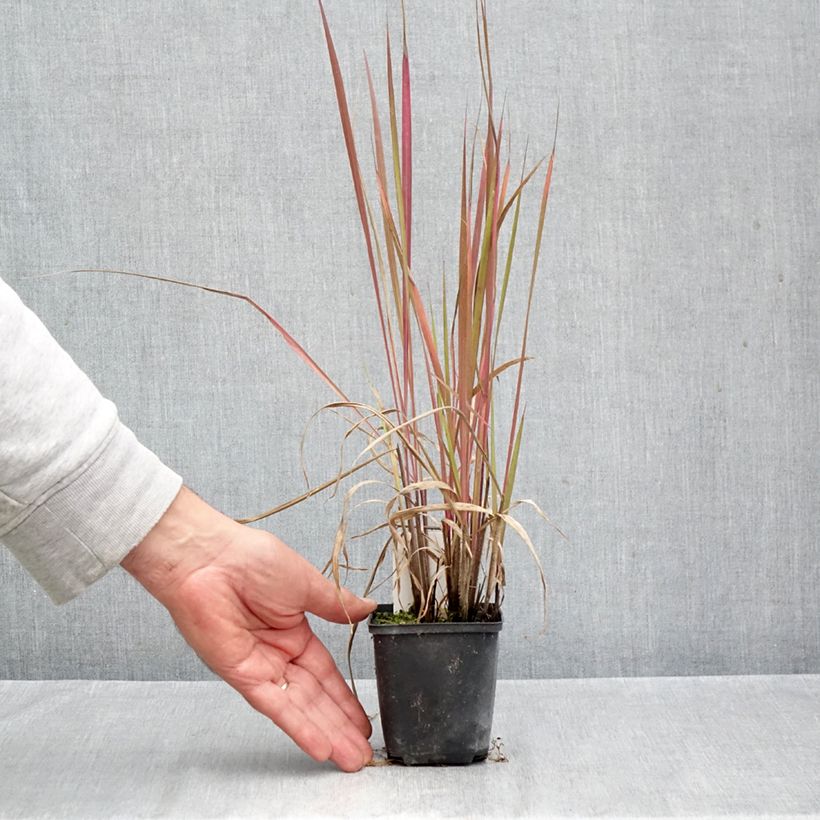 Andropogon gerardii Red October 8/9 cm pot sample as delivered in autumn
