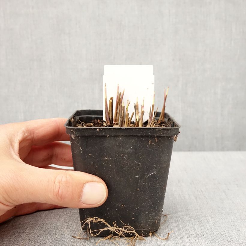 Andropogon gerardii Red October 8/9 cm pot sample as delivered in spring