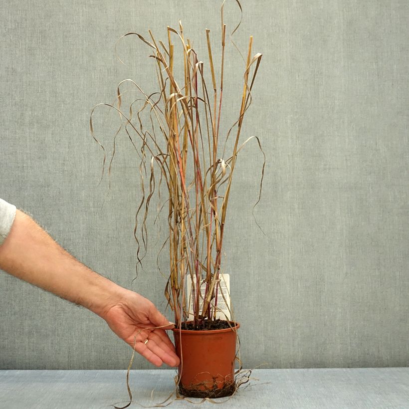 Andropogon hallii Purple Konza 1L/1.5L pot sample as delivered in autumn