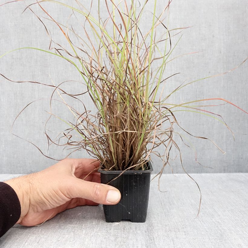 Andropogon ternarius 8/9 cm pot sample as delivered in autumn