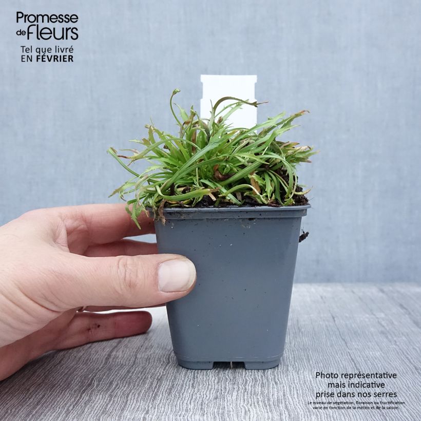 Androsace septentrionalis Star Dust 8/9 cm pot sample as delivered in winter