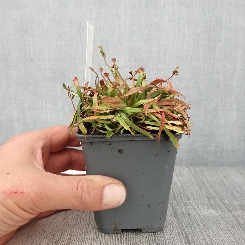 Androsace septentrionalis Star Dust 8/9 cm pot sample as delivered in spring