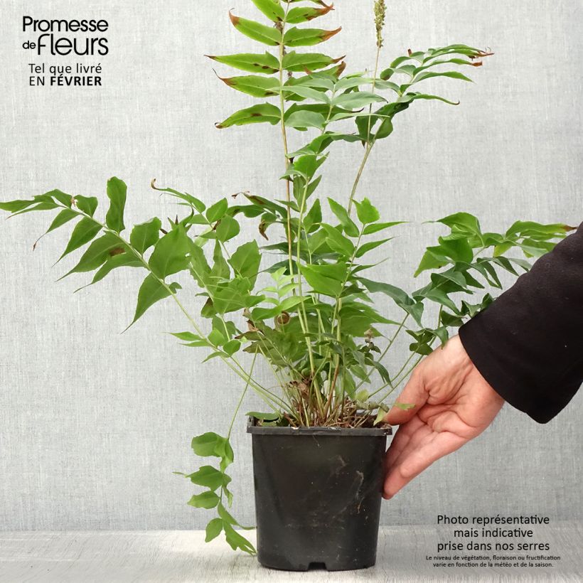 Anemia mexicana 2L/3L pot sample as delivered in winter