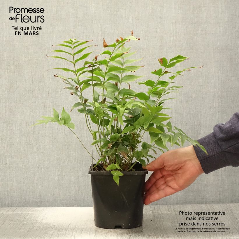 Anemia mexicana 2L/3L pot sample as delivered in spring