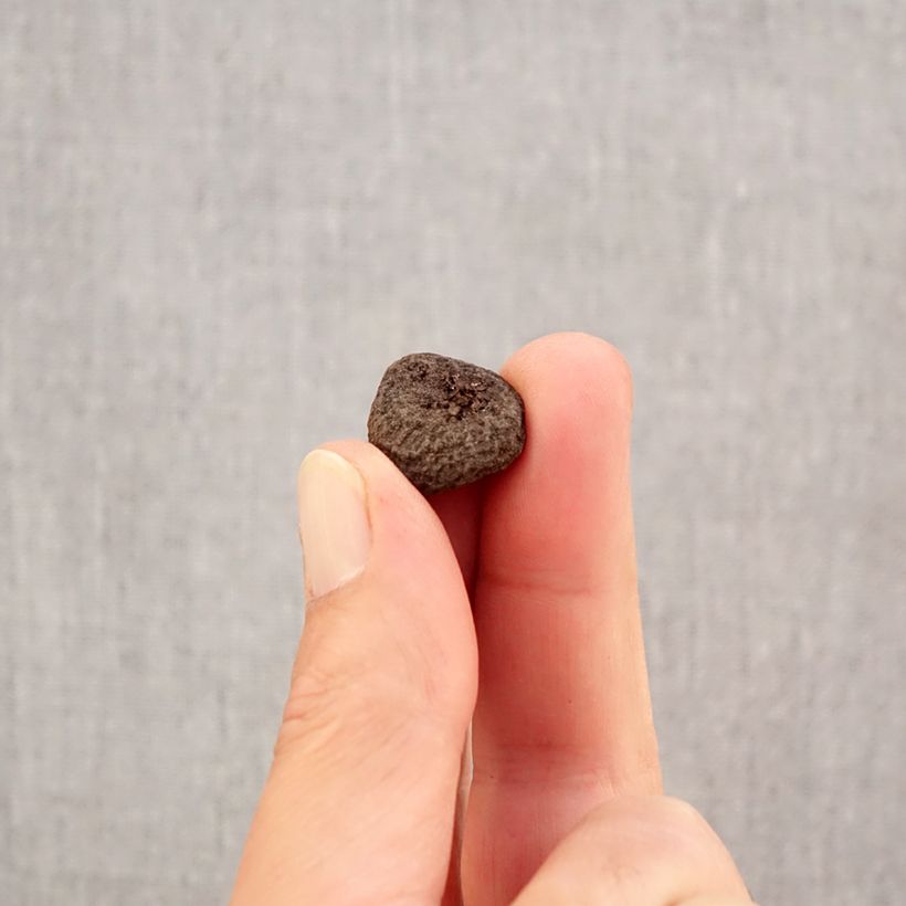 Anemone blanda Blue Shades Bulb size 5+ sample as delivered in autumn