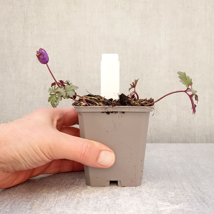 Anemone blanda Blue Shades 8/9 cm pot size 5+ sample as delivered in winter