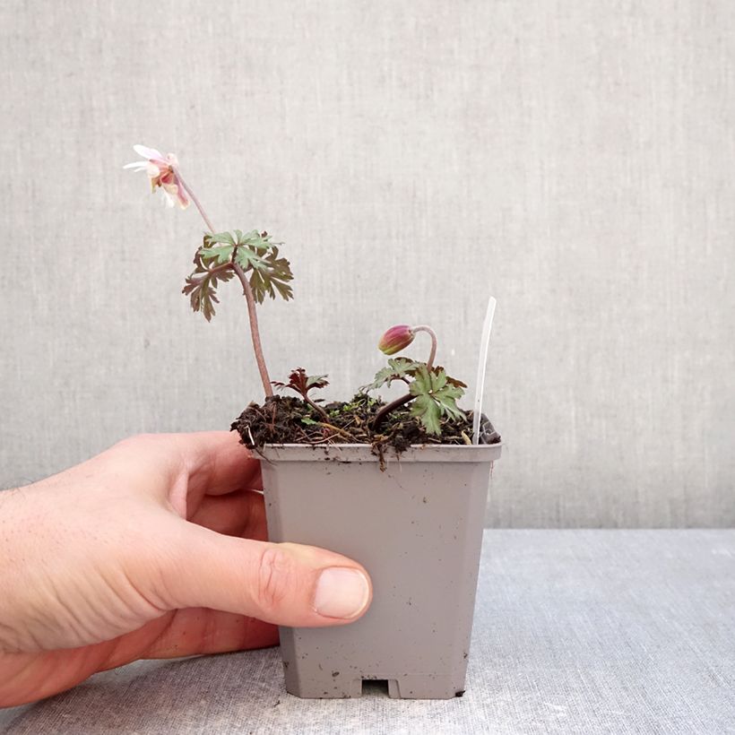 Anemone blanda White Splendour 8/9 cm pot size 5+ sample as delivered in winter