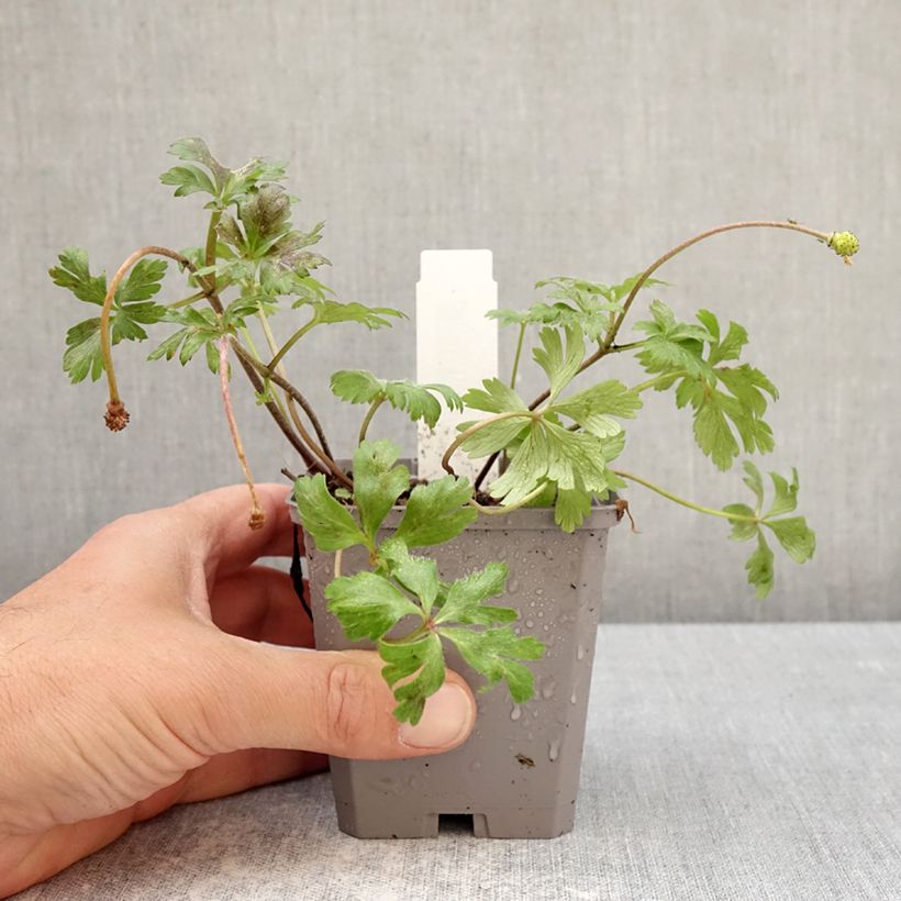 Anemone blanda White Splendour 8/9 cm pot size 5+ sample as delivered in spring