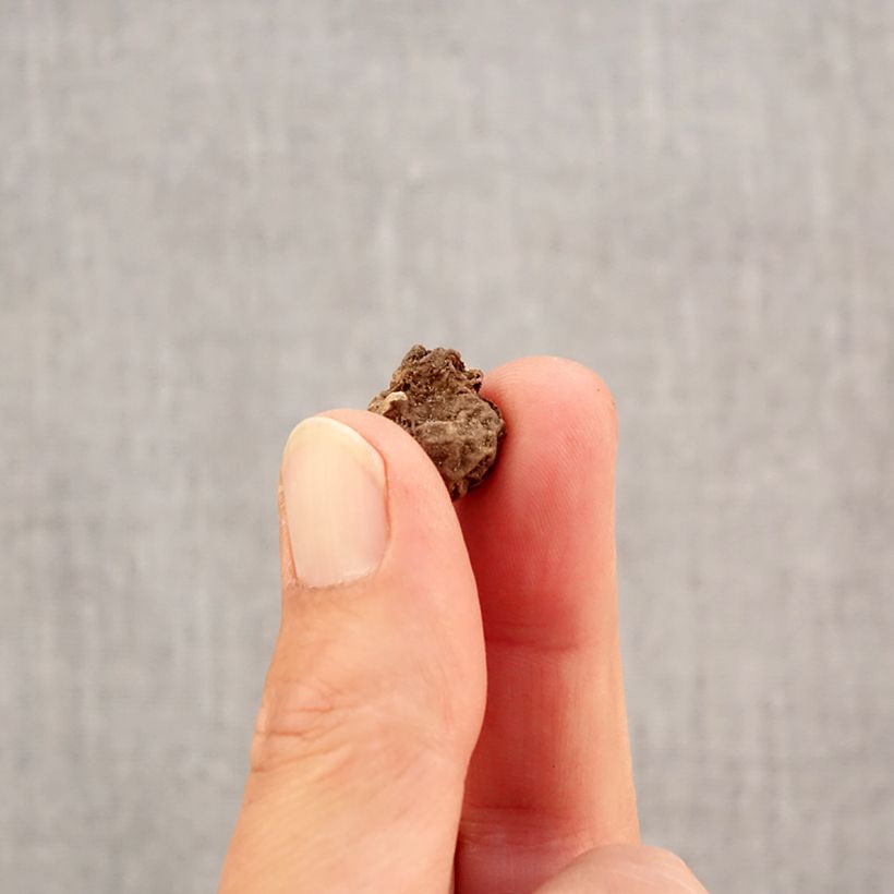 Anemone coronaria Bicolor Bulb size 4+ sample as delivered in autumn