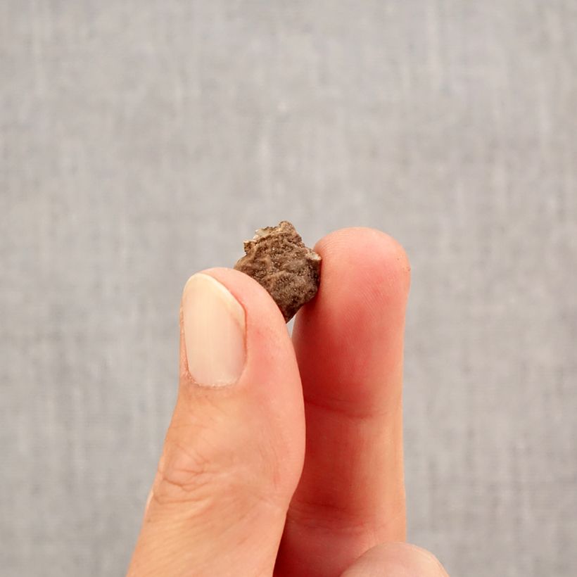 Anemone coronaria double Admiral Bulb size 4+ sample as delivered in autumn